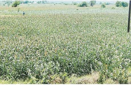 திருவள்ளூரை அடுத்த ராமஞ்சேரி பகுதியில் சாகுபடி செய்யப்பட்டுள்ள கம்பு பயிர்.