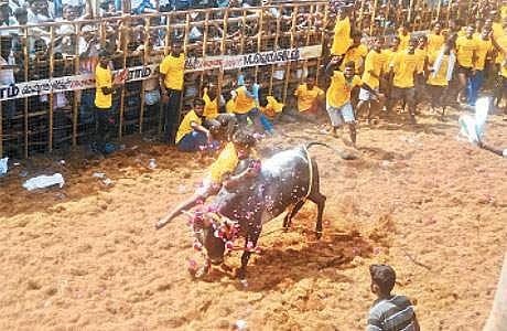தச்சங்குறிச்சியில் நடைபெற்ற ஜல்லிக்கட்டில் காளையை அடக்கும் வீரர். (கோப்புப்படம்)