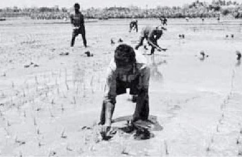 கொக்கராயன்பேட்டை அருகே கணபதிபாளையம் கிராமத்தில் வயலில் நெல் நடவுப் பணியில் ஈடுபட்ட மேற்கு வங்க மாநிலத் தொழிலாளர்கள். 