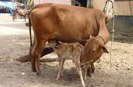 கால்நடைகளுக்கு ஊட்டச்சத்து நிறைந்த தீவனம்!