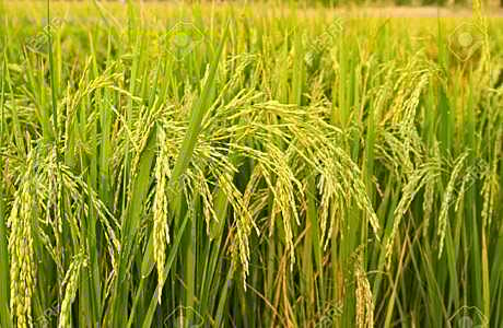 "பதிவு செய்யப்பட்ட குத்தகை விவசாயிகள்' பயன்பெற விதிமுறை தளர்த்தப்படுமா?