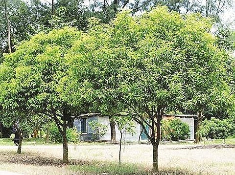 மரங்களின் வரங்கள்! மகிழ மரம்