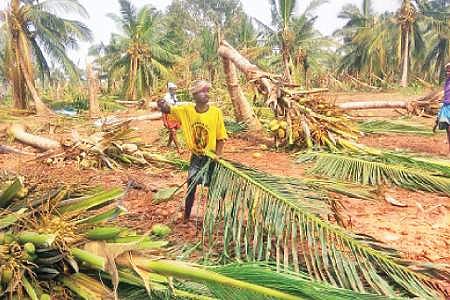 புயலால் உருக்குலைந்த தென்னந்தோப்பு.