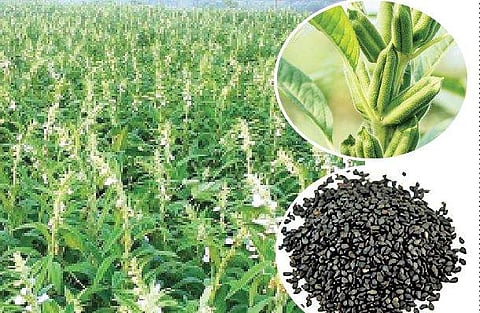 எள் பயிரிட்டால் கூடுதல் லாபம்!