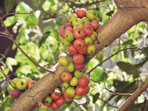 மரங்களின் வரங்கள்! அத்தி மரம்