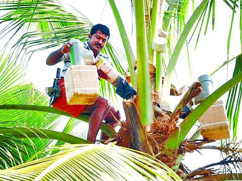 நீரா பானம் இறக்கும் உரிமம் பெற 5 மாதங்களாக அலைக்கழிக்கப்படும் விவசாயிகள்!