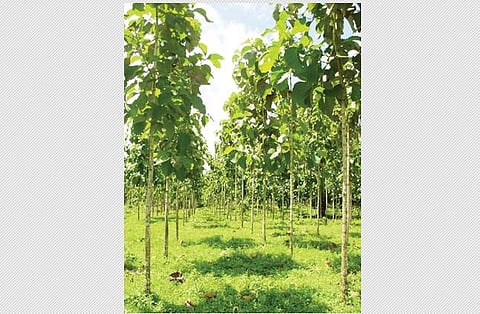 அதிக லாபம் தரும் தேக்கு!