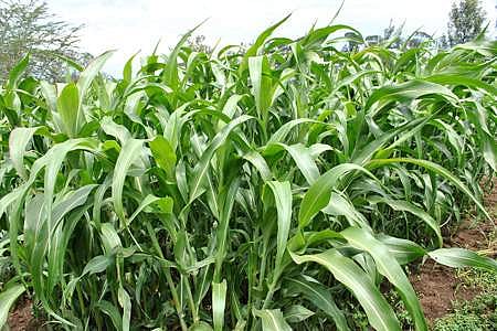 பசுந்தீவன பயிர்களின்: வகைகளும் வளர்ப்பு முறைகளும்