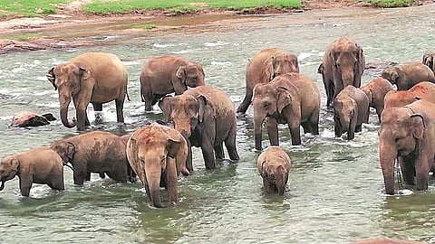 கருவூலம்: யானை!