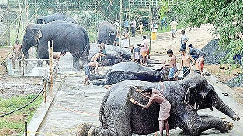 மேட்டுப்பாளையத்தில் யானைகள் நலவாழ்வு முகாம் தொடக்கம்