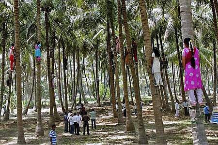 வருவாய் ஈட்ட உதவும் தென்னை மரங்களின் நண்பன் திட்டம்