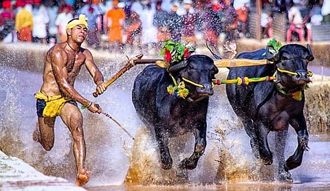 கர்நாடகாவின் 'கம்பளா' போட்டிக்குத் தடையில்லை: உச்ச நீதிமன்றம்! 