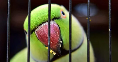 பச்சைக் கிளி சரணாலயம்