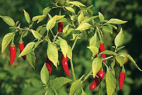 மிளகாய் சாகுபடியில் அதிக மகசூல் பெற...