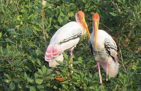 பூநாரைத் திருவிழா: சூளூா்பேட்டையில் நாளை தொடக்கம்