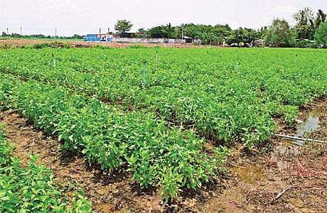 மூலிகைத் தாவர சாகுபடியில் அதிக லாபம் தரும் துளசி!