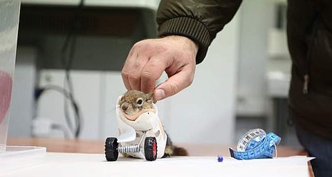 செயற்கை முன்னங்கால்கள் பொருத்தப்பட்ட உலகின் முதல் அணில் இதுதான்! (விடியோ)