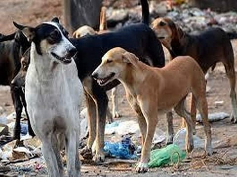 ஒன்றரை மாதத்தில் 77,540 பேருக்கு நாய்க் கடி: ரேபிஸ் தொற்றால் 3 போ் உயிரிழப்பு