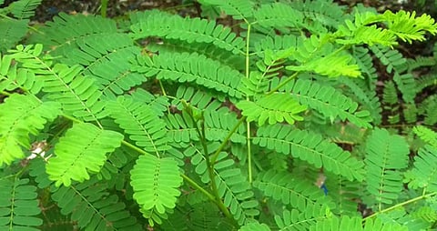 இன்றைய மருத்துவ சிந்தனை: வாதநாராயணன் கீரை