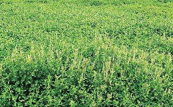 திருவள்ளூரை  அடுத்த  பாக்கம்  பகுதியில்  உள்ள விவசாயியின் துளசி  தோட்டம் .