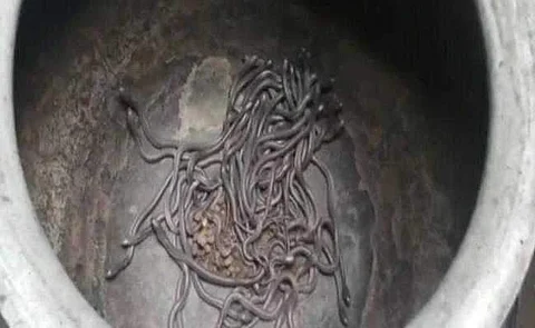 வீட்டிற்குள் கண்டுபிடிக்கப்பட்ட நூற்றுக்கும் மேற்பட்ட பாம்புக் குவியல் 