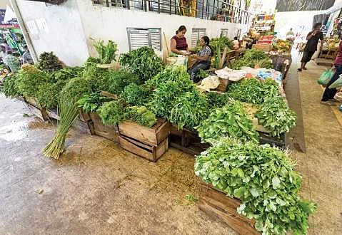 கீரை ப்ரியர்களுக்கு ஒரு சர்ப்ரைஸ்! 40 வகை கீரைகளும், பலன்களும் (படங்களுடன்)