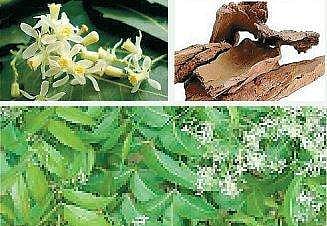 வேம்பும், வேளாண் பயன்களும்!