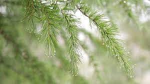 மழை இரவு