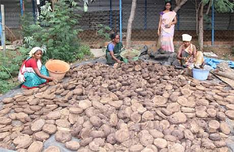 விபூதி  தயார்  செய்ய  வறட்டியைப்  பதப்படுத்தும்  பணியில்  ஈடுபட்டுள்ள  பெண்  தொழிலாளர்கள்.