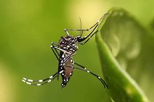 11. டெங்கு காய்ச்சல் 2 - ‘ஏடிஸ்’ கொசு புராணம்!