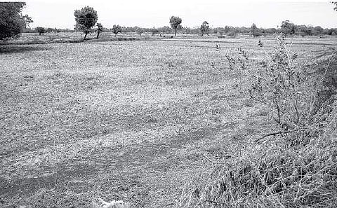 நாகை மாவட்டம், திட்டச்சேரி பகுதியில் வானம் பார்த்த பூமியாக கிடக்கும் விளைநிலங்கள்.