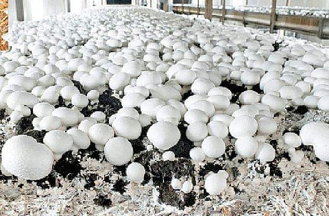 காளான் வளர்ப்பில் அதிக மகசூல் பெறும் வழிமுறைகள்!