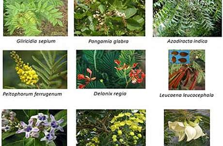 மண்ணின் மலட்டுத்தன்மையை நீக்கும் பசுந்தாள் உரச்செடிகள்