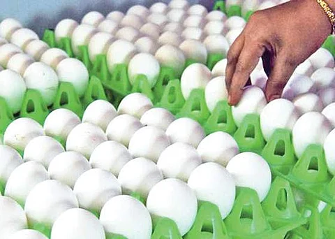 சத்துணவு முட்டை கொள்முதல் அரசாணை ரத்து: தனி நீதிபதி உத்தரவிற்கு எதிராக தமிழக அரசு மேல்முறையீடு 