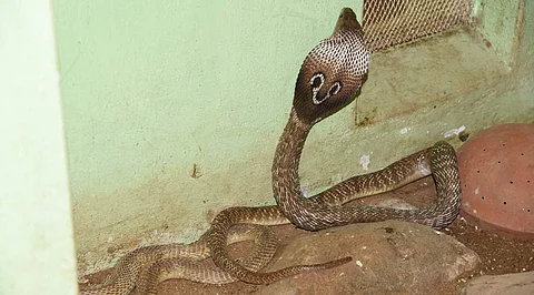 பாம்புகள் பலவிதம்
