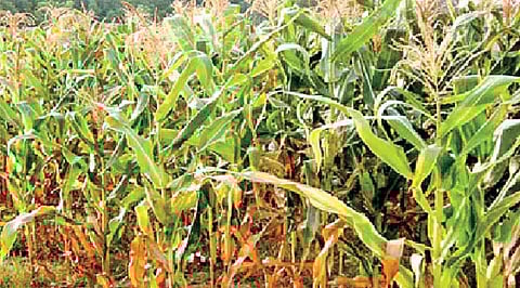 பயிர்களைத் தாக்கும் படைப்புழுக்களை கட்டுப்படுத்தும் வழிமுறைகள்!