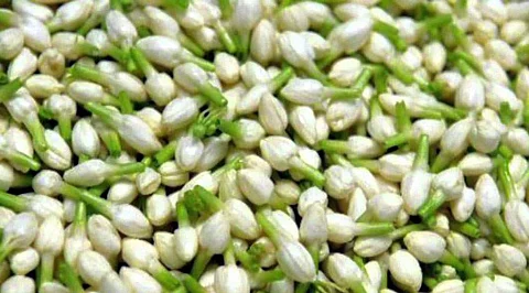 எல்லாக் காலத்திலும் மகசூல் தரும் மல்லிகை சாகுபடி!
