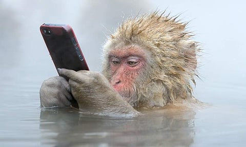 கலை, மைம்முகன், கோலாங்கூலம், கள்வன், முசு, ஒரி...இவை என்ன?