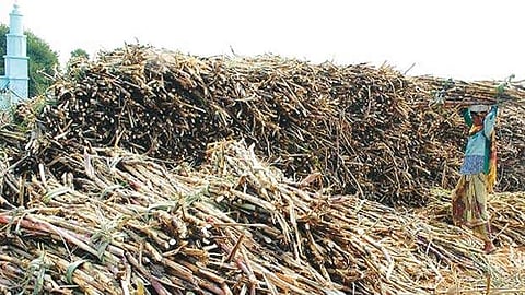 கரும்பு விவசாயிகளுக்கு ரூ.97.77 கோடி நிதி ஒதுக்கீடு செய்து அரசாணை வெளியீடு 