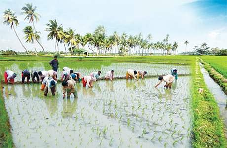 விவசாயி ராஜாவின் நிலத்தில் இயற்கை முறையில் உரங்களை இட்டு, பாரம்பரிய பொன்னி ரக நெற்பயிரை நடும் தொழிலாளர்கள்.