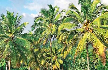 தென்னையில் வெள்ளை ஈயின் பாதிப்பும், தடுப்பு வழிமுறைகளும்!