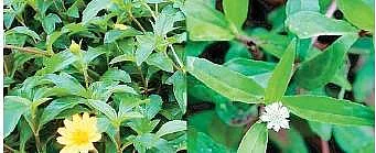 விஷப் பூச்சிகள் கடித்தால் இந்தக் கீரை மருந்தாகும்!