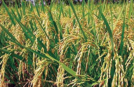 அதிக மகசூல் தரும் 109 புதிய பயிா் ரகங்கள் இன்று அறிமுகம்!