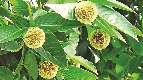 உடம்புக்கு நன்மை தரும் கடம்ப மரம்!