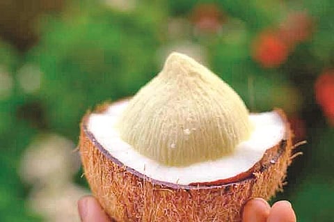 உயிர் காக்கும் தேங்காய்ப் பூ!