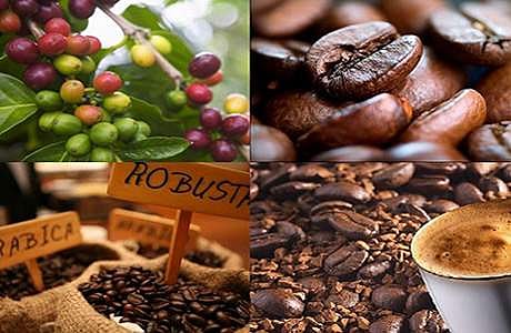 காபி ஏற்றுமதியில் சரிவு