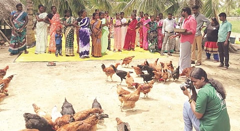நாட்டுக்கோழி வளர்ப்பில் நல்ல லாபம்..!