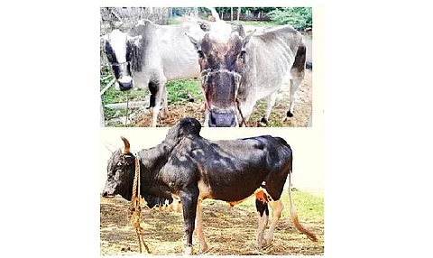 உழவுத் தொழிலுக்கு உம்பளச்சேரி மாடுகள்
