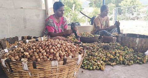 சிறு தொழிலாக கொட்டை பாக்கு உற்பத்தி