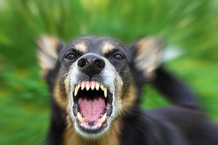 rabies070745